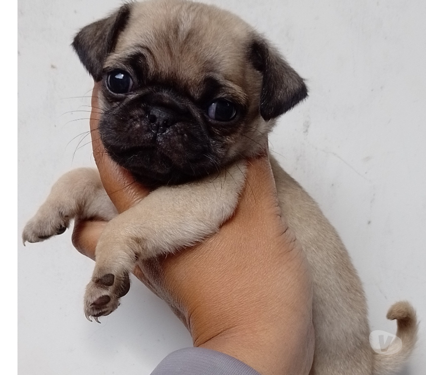 Animais Estimação à Venda Sao Paulo SP Saúde - Fotos para Pug macho e fêmea