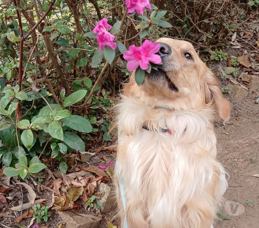 Veterinários - Serviços - Acessórios Sao Paulo SP Tatuapé - Fotos para Creche,hospedagem e adestramento pet