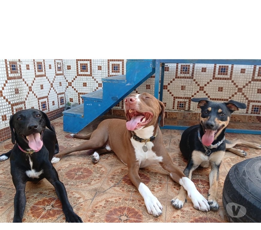 Veterinários - Serviços - Acessórios Sao Paulo SP Tatuapé - Fotos para Creche,hospedagem e adestramento pet