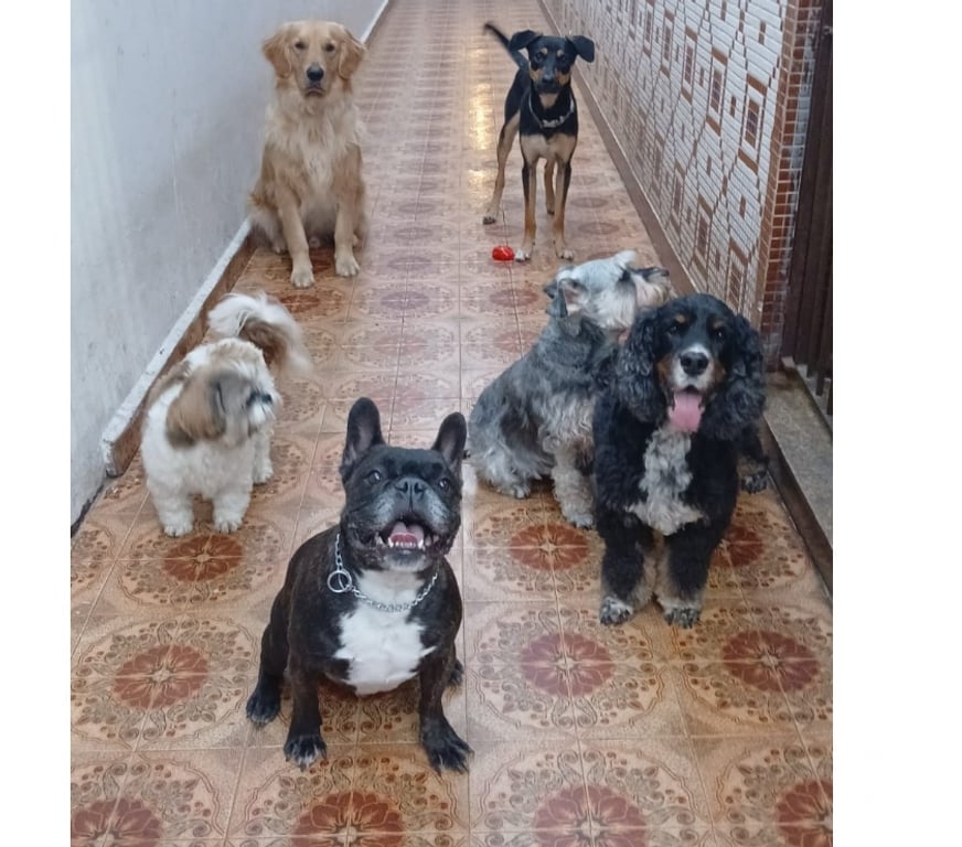 Veterinários - Serviços - Acessórios Sao Paulo SP Tatuapé - Fotos para Creche,hospedagem e adestramento pet