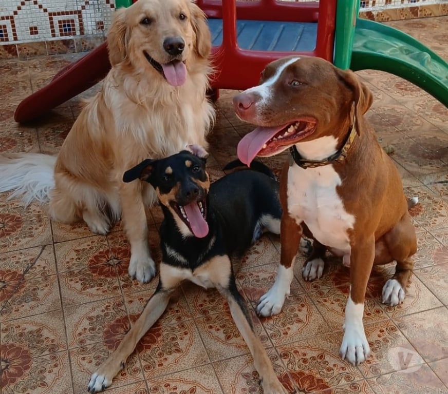 Veterinários - Serviços - Acessórios Sao Paulo SP Tatuapé - Fotos para Creche,hospedagem e adestramento pet