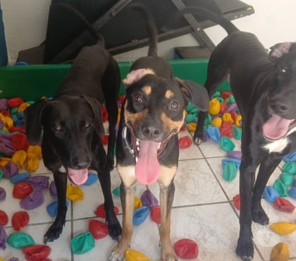 Veterinários - Serviços - Acessórios Tatuapé Sao Paulo SP - Fotos para Creche,hospedagem e adestramento pet