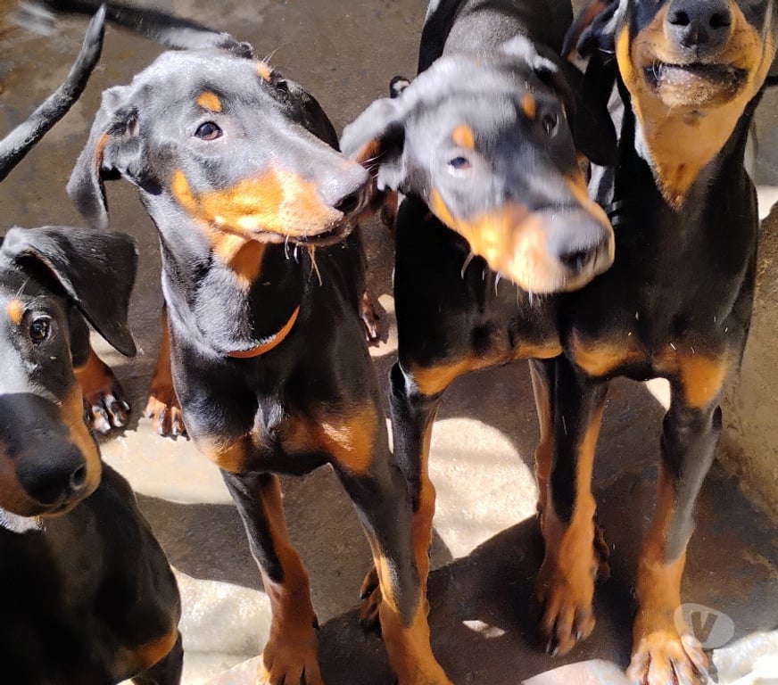 Animais Estimação à Venda Porto Alegre RS Porto Alegre Centro - Fotos para Filhotes de Dobermann com pedigree CBKC
