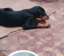 Filhotes de Dobermann com pedigree CBKC