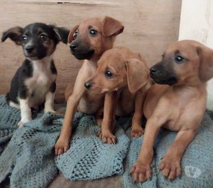 Adoção Animais de Estimação - Fotos para Filhotes para adoção