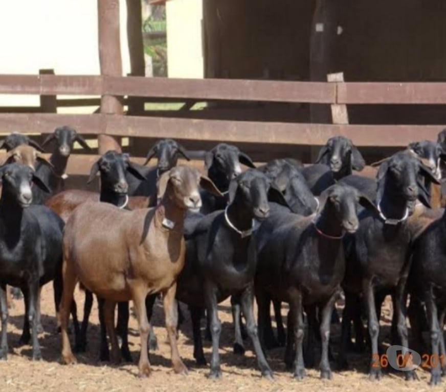 Animais do Campo Sao Paulo SP Parelheiros - Fotos para Ovelha Dorper Pura Embu Guaçu sp