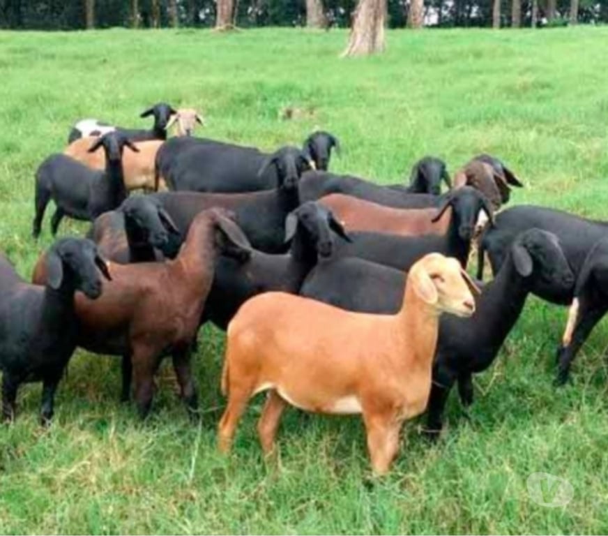 Animais do Campo Sao Paulo SP Parelheiros - Fotos para Ovelha Dorper Pura Embu Guaçu sp