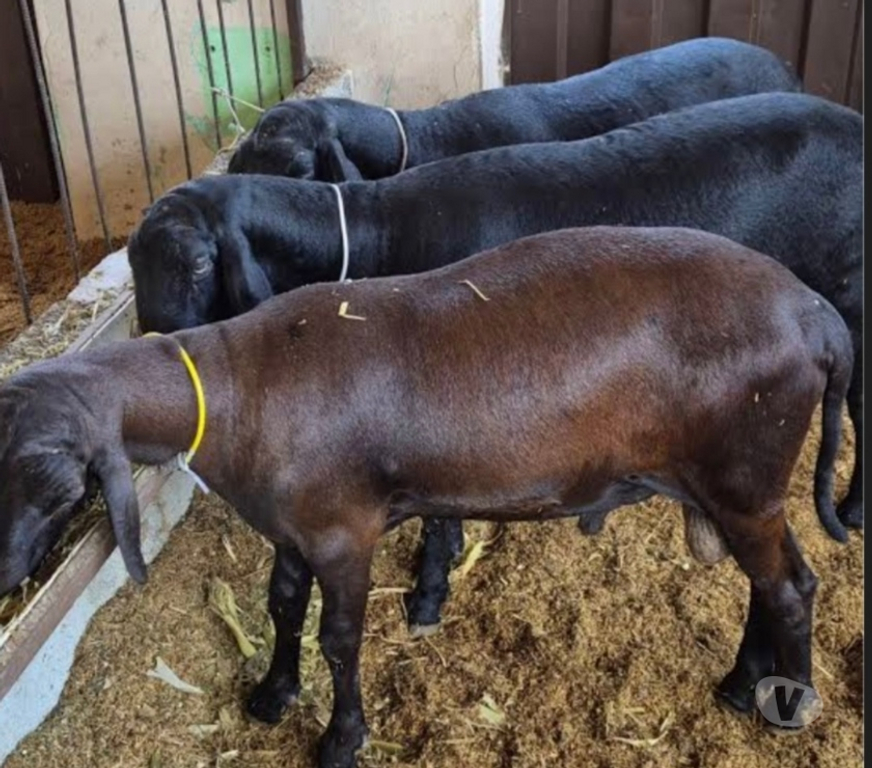 Animais do Campo Sao Paulo SP Parelheiros - Fotos para Ovelha Dorper Pura Embu Guaçu sp