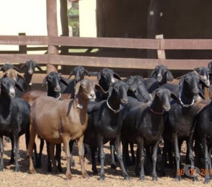 Animais do campo Parelheiros Sao Paulo SP - Fotos para Ovelha Dorper Pura Embu Guaçu sp