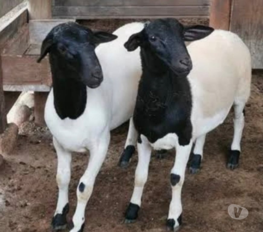 Animais do Campo Sao Paulo SP Parelheiros - Fotos para Ovelha Dorper Pura em Embu Guaçu sp