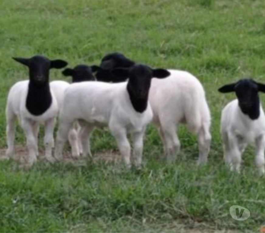 Animais do Campo Sao Paulo SP Parelheiros - Fotos para Ovelha Dorper Pura em Embu Guaçu sp
