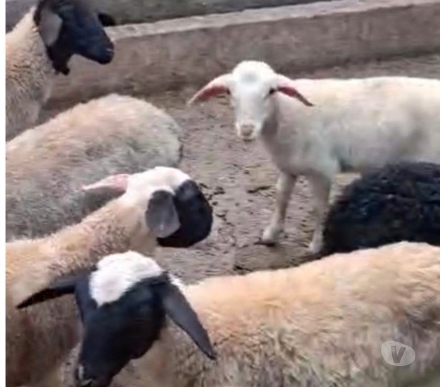Animais do Campo Sao Paulo SP Parelheiros - Fotos para Ovelha Dorper Pura em Embu Guaçu sp