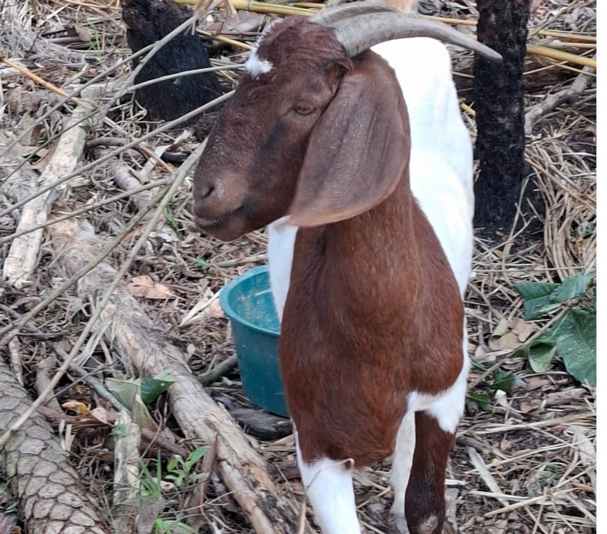 Animais do Campo Sao Paulo SP Parelheiros - Fotos para Cabra e Cabrito Boer em Embu Guaçu sp