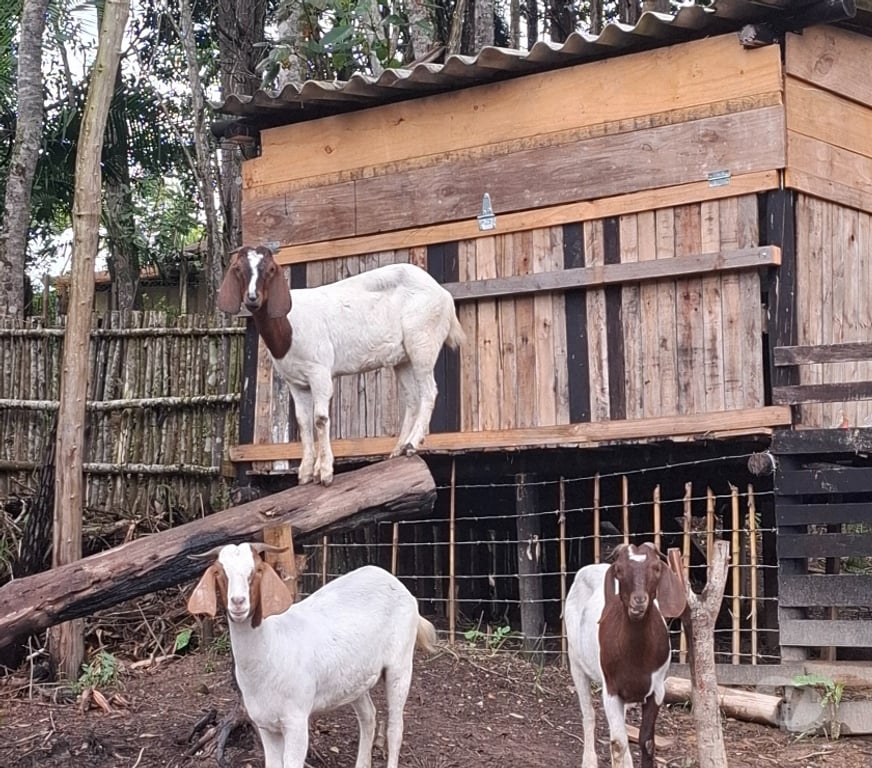 Animais do Campo Sao Paulo SP Parelheiros - Fotos para Cabra e Cabrito Boer em Embu Guaçu sp