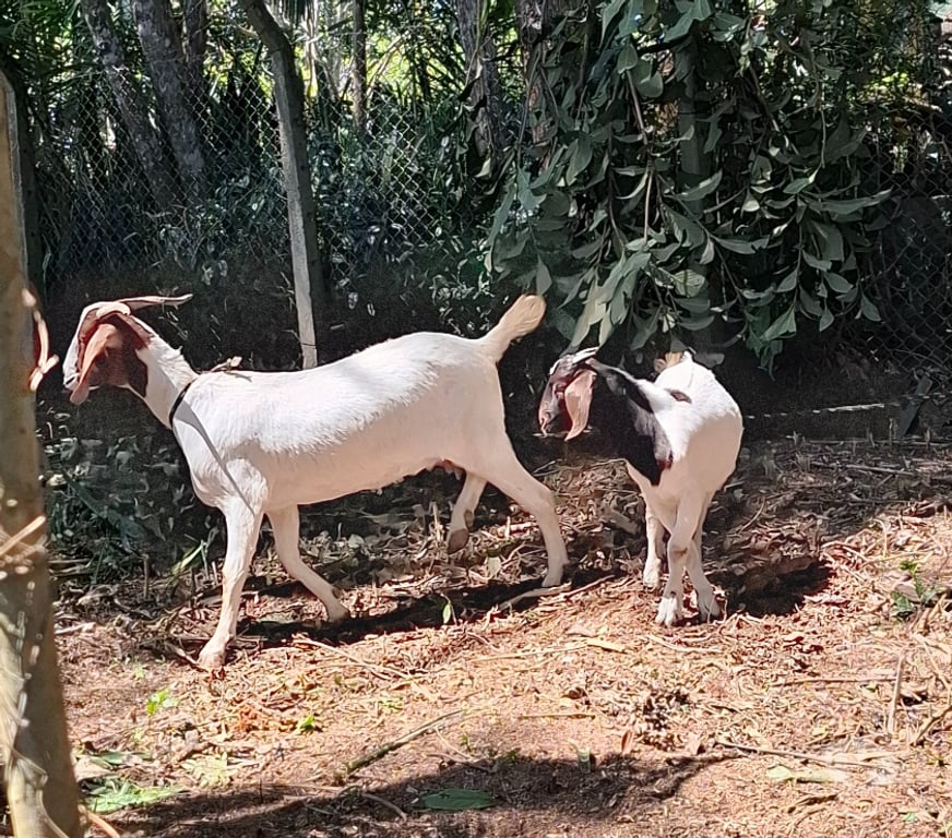 Animais do Campo Sao Paulo SP Parelheiros - Fotos para Cabra e Cabrito Boer em Embu Guaçu sp