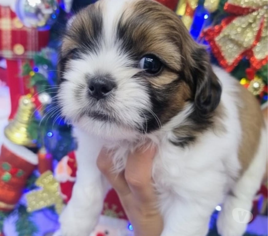 Animais Estimação à Venda Itaborai RJ - Fotos para Filhotes de Shitzu