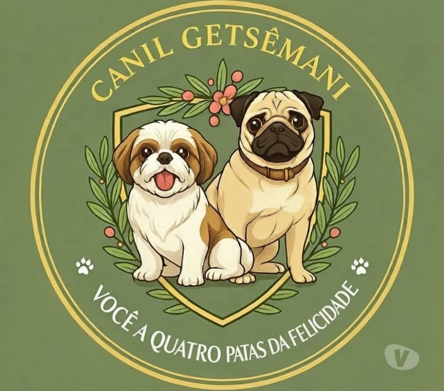 Animais Estimação à Venda Itaborai RJ - Fotos para Filhotes de Shitzu