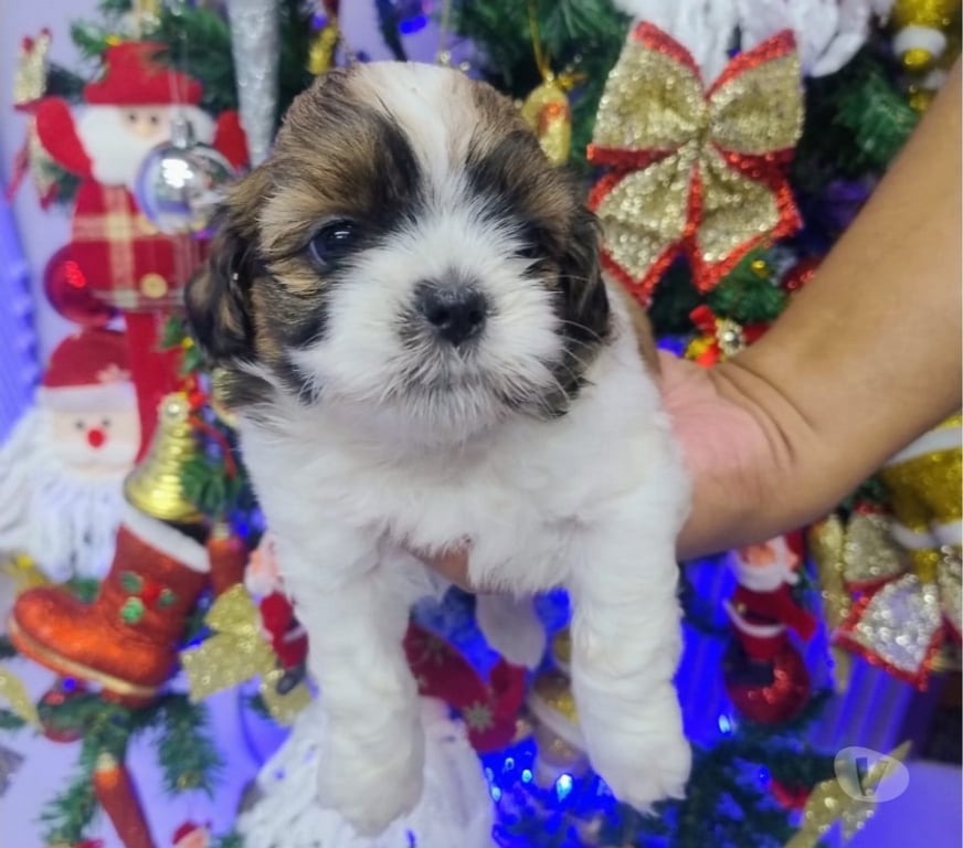 Animais Estimação à Venda Itaborai RJ - Fotos para Filhotes de Shitzu