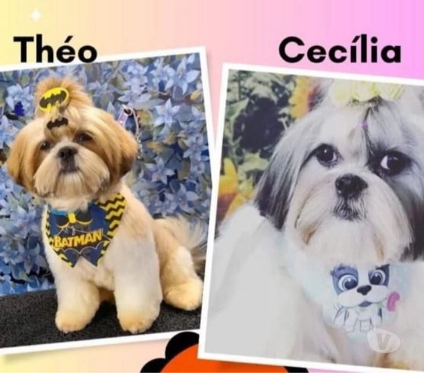 Animais Estimação à Venda Itaborai RJ - Fotos para Filhotes de Shitzu