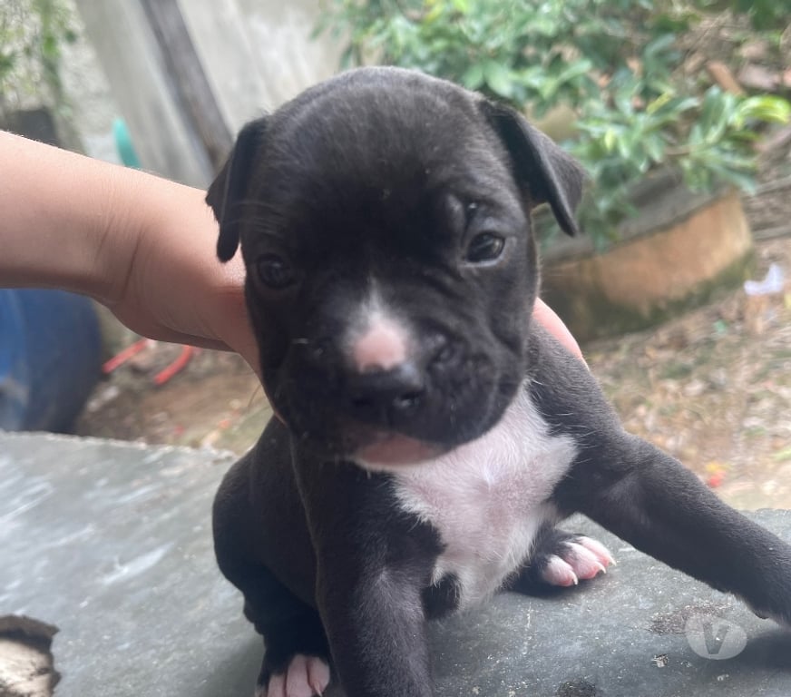 Animais Estimação à Venda Itaborai RJ - Fotos para Filhote Femêas Pitbull