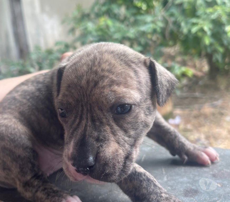 Animais Estimação à Venda Itaborai RJ - Fotos para Filhote Femêas Pitbull