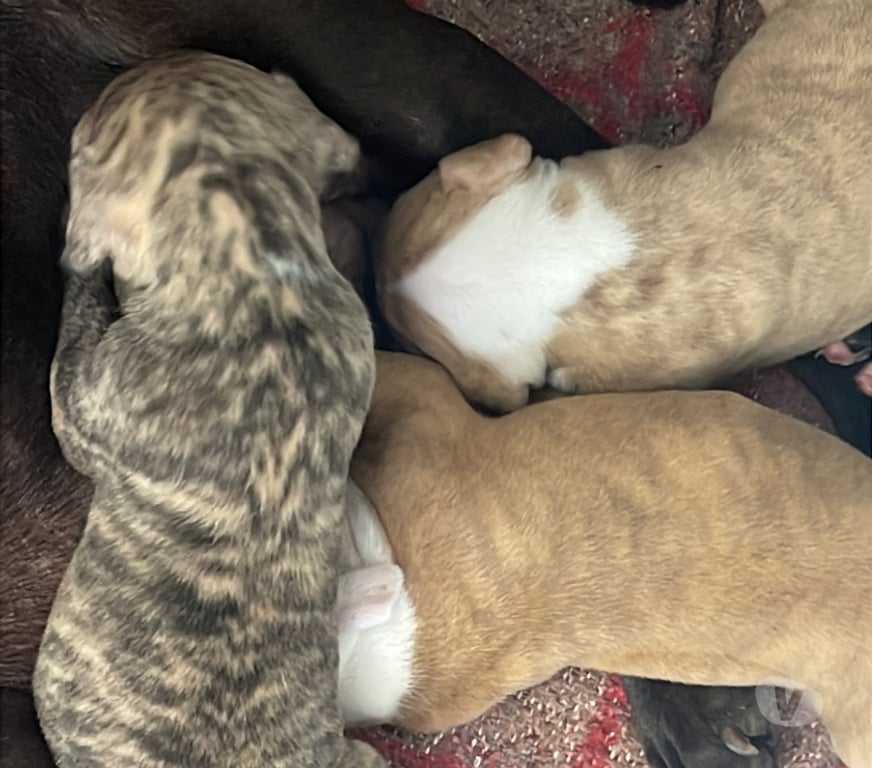 Animais Estimação à Venda Itaborai RJ - Fotos para Filhote Femêas Pitbull