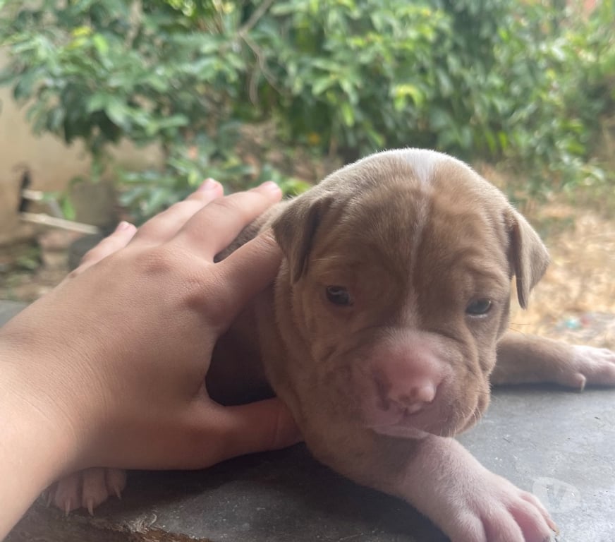 Animais Estimação à Venda Itaborai RJ - Fotos para Filhote Femêas Pitbull