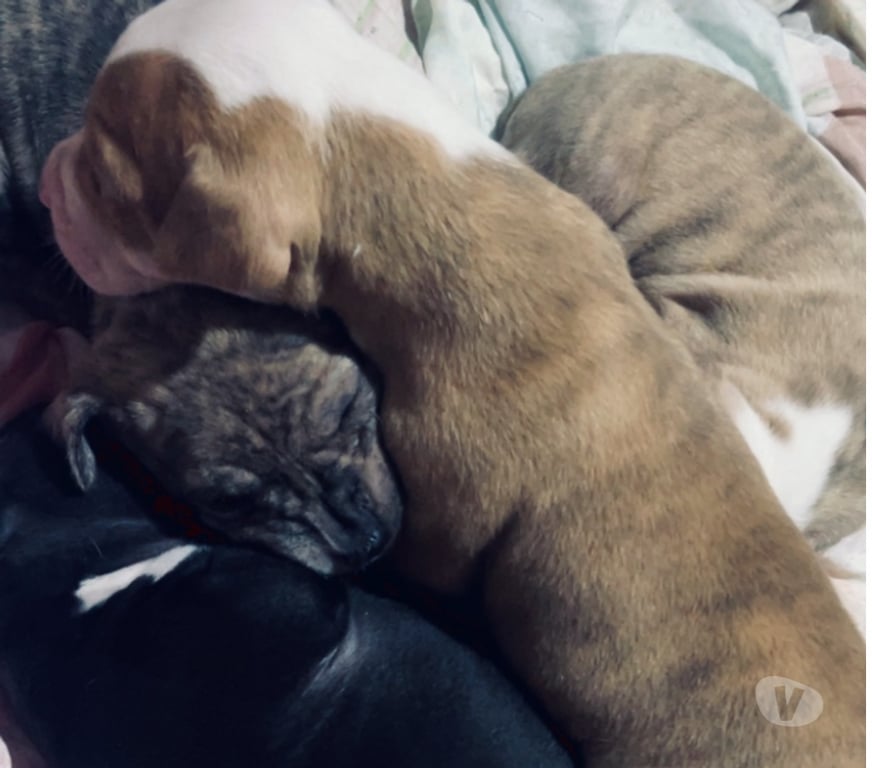 Animais Estimação à Venda Itaborai RJ - Fotos para Filhote Femêas Pitbull