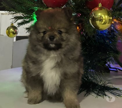 Animais estimação à venda Vila Prudente Sao Paulo SP - Fotos para Spitz Alemão ou lulu