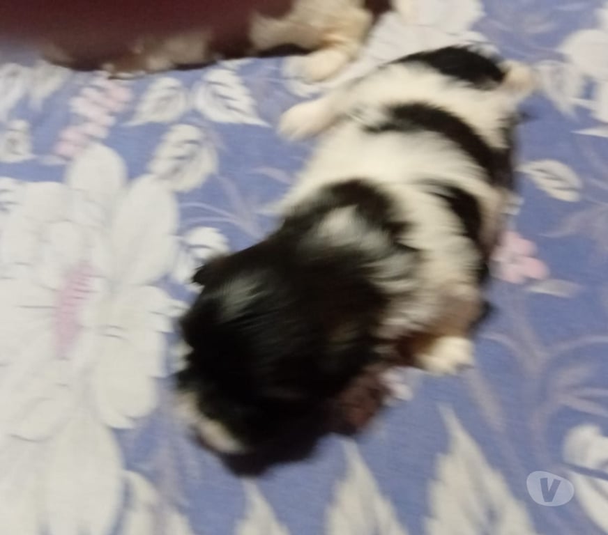 Animais Estimação à Venda Sorocaba SP - Fotos para Filhote de shitizu 1 femea 1 macho