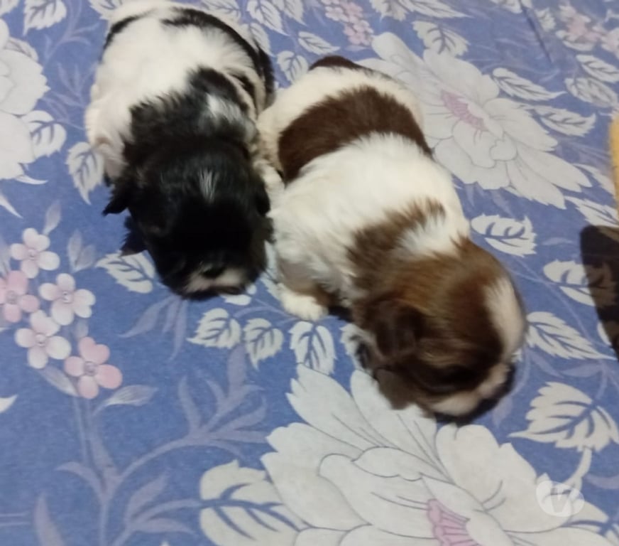Animais Estimação à Venda Sorocaba SP - Fotos para Filhote de shitizu 1 femea 1 macho