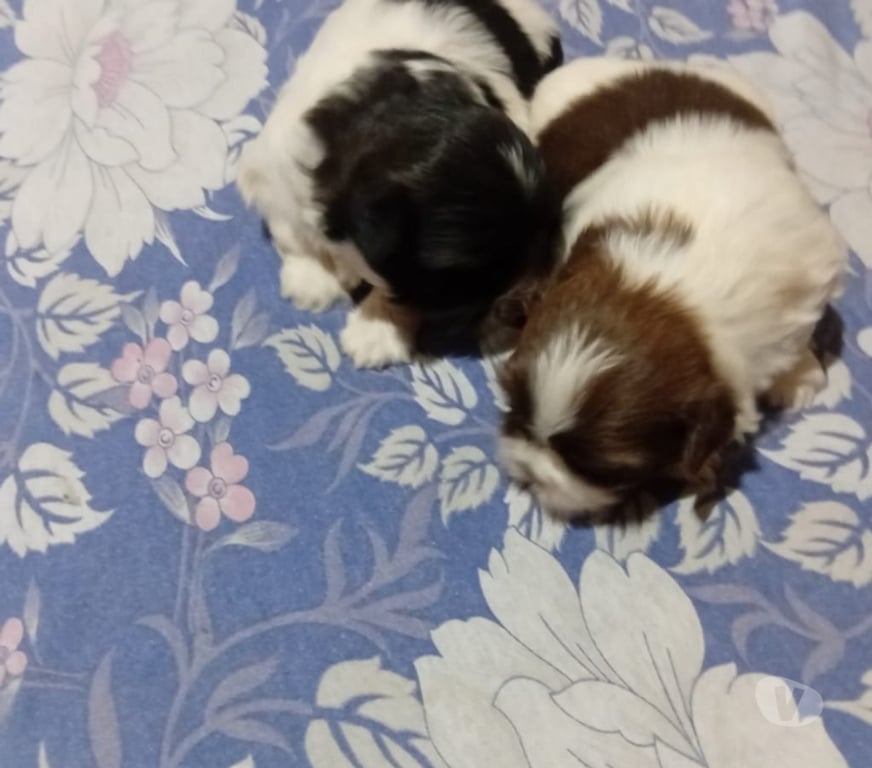 Animais Estimação à Venda Sorocaba SP - Fotos para Filhote de shitizu 1 femea 1 macho