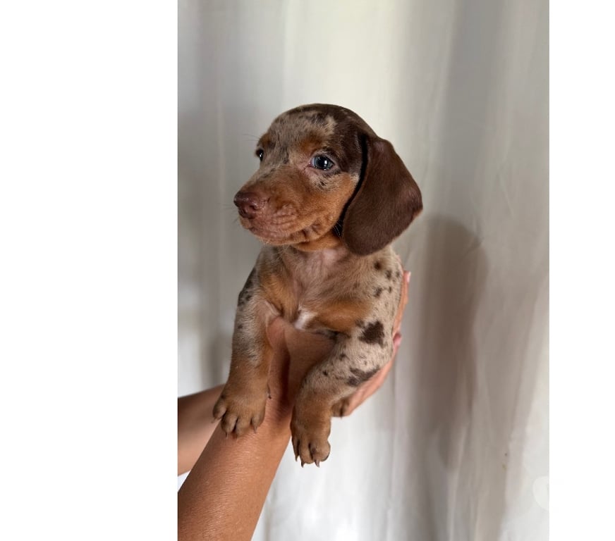 Animais Estimação à Venda Itu SP - Fotos para filhote de teckel