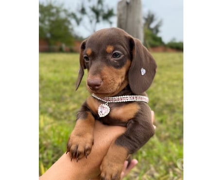 Animais estimação à venda - Fotos para filhote de teckel