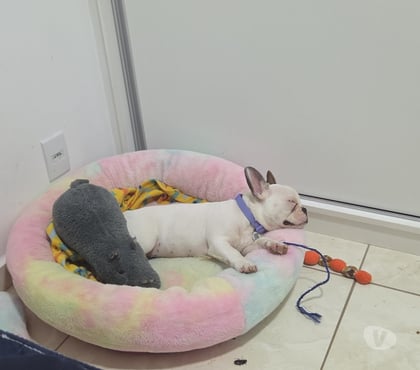 Animais Estimação à Venda - Fotos para Bulldog Francês Filhote
