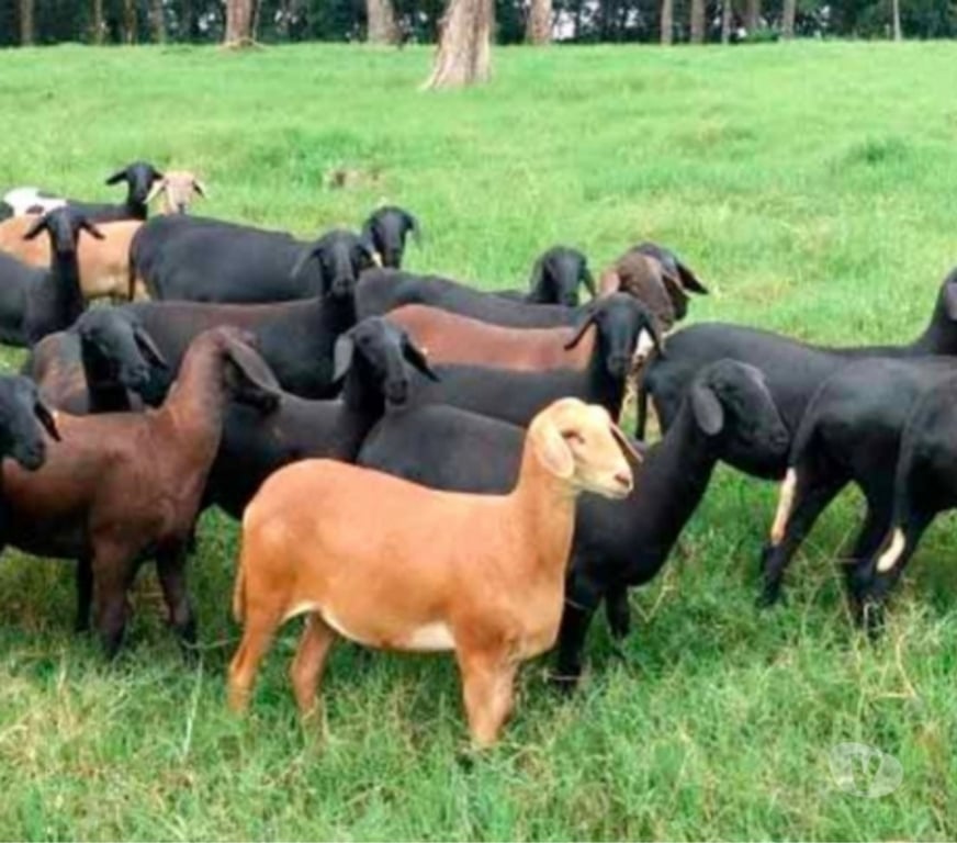 Animais do Campo Sao Paulo SP Parelheiros - Fotos para Carneiro e ovelha santa inês em embu Guaçu Parelheiros