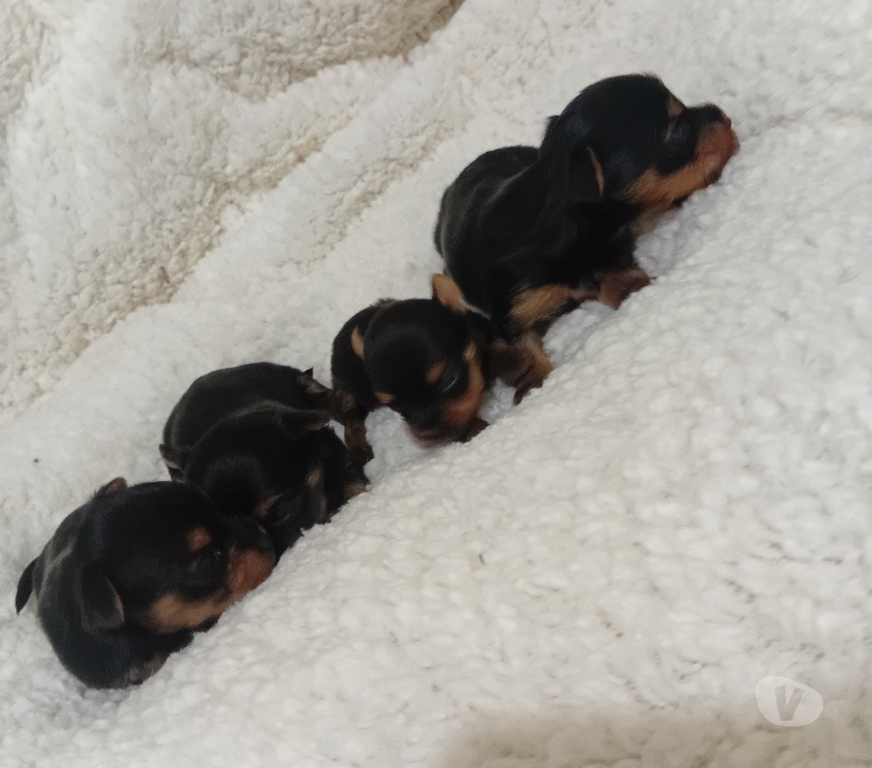 Animais Estimação à Venda Sorocaba SP - Fotos para Yorkshire reserva