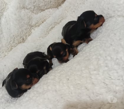 Animais Estimação à Venda - Fotos para Yorkshire reserva