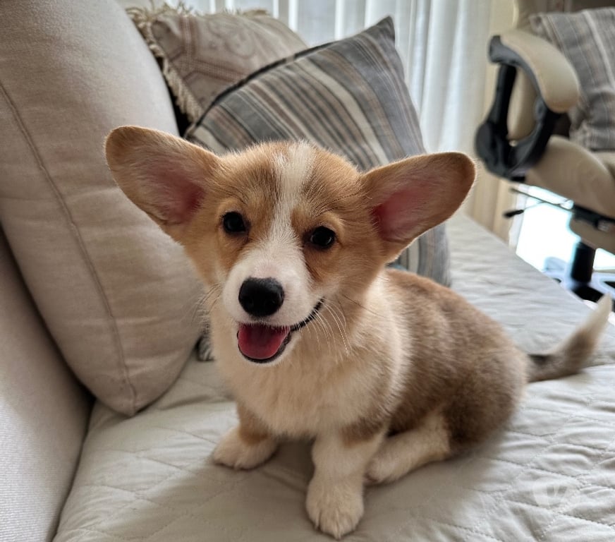 Animais Estimação à Venda Sao Paulo SP Vila Mariana - Fotos para Corgi fêmea bicolor