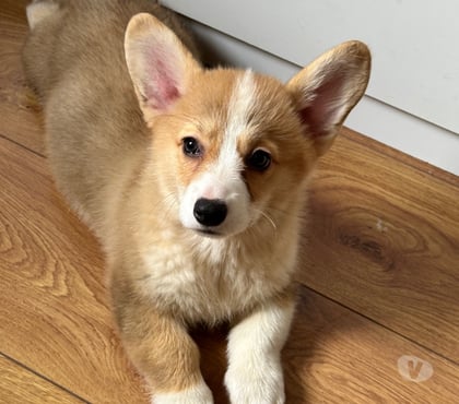 Animais Estimação à Venda Vila Mariana Sao Paulo SP - Fotos para Corgi fêmea bicolor
