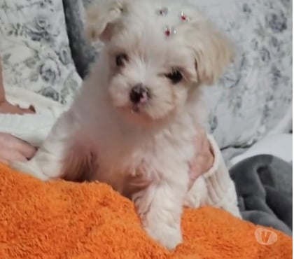 Animais Estimação à Venda Penha, São Paulo Sao Paulo SP - Fotos para Filhote Maltês fêmea