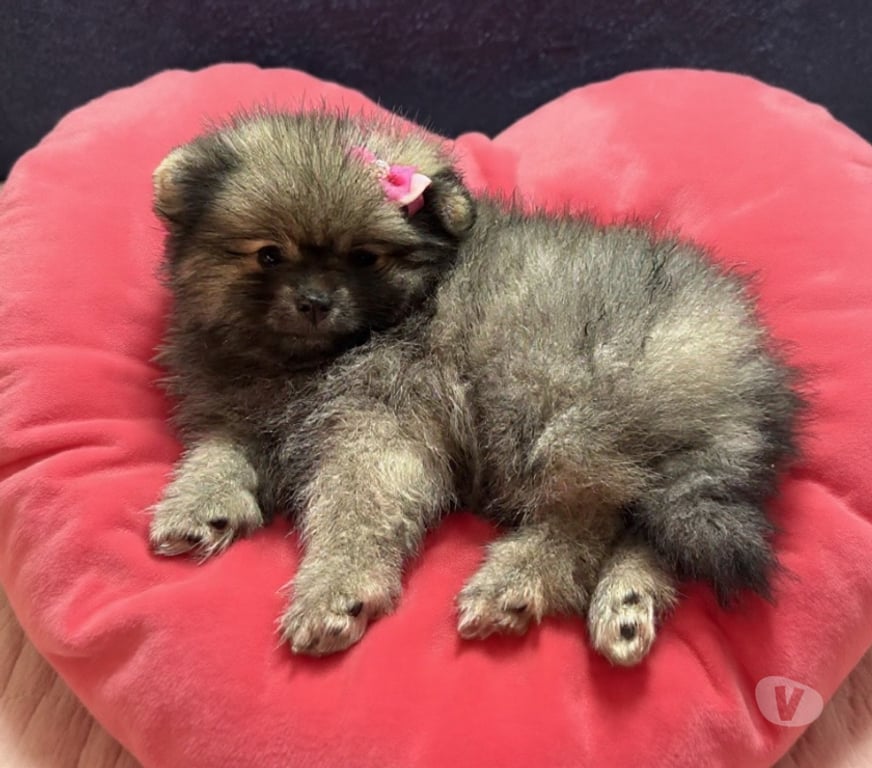 Animais Estimação à Venda Franco da Rocha SP - Fotos para Sptiz alemão Lulu da palmeranina
