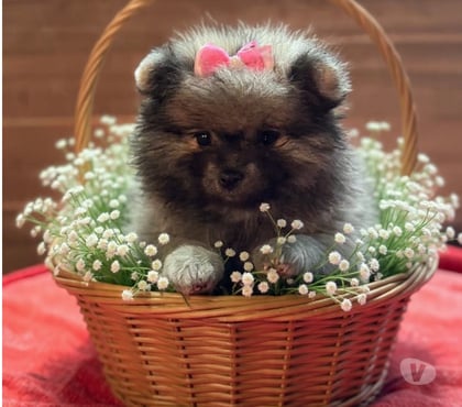 Animais Estimação à Venda - Fotos para Sptiz alemão Lulu da palmeranina