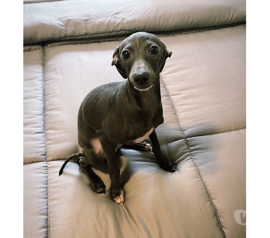 Animais Estimação à Venda Sao Paulo SP Consolação - Fotos para Lindo filhote Galgo Italiano macho legítimo