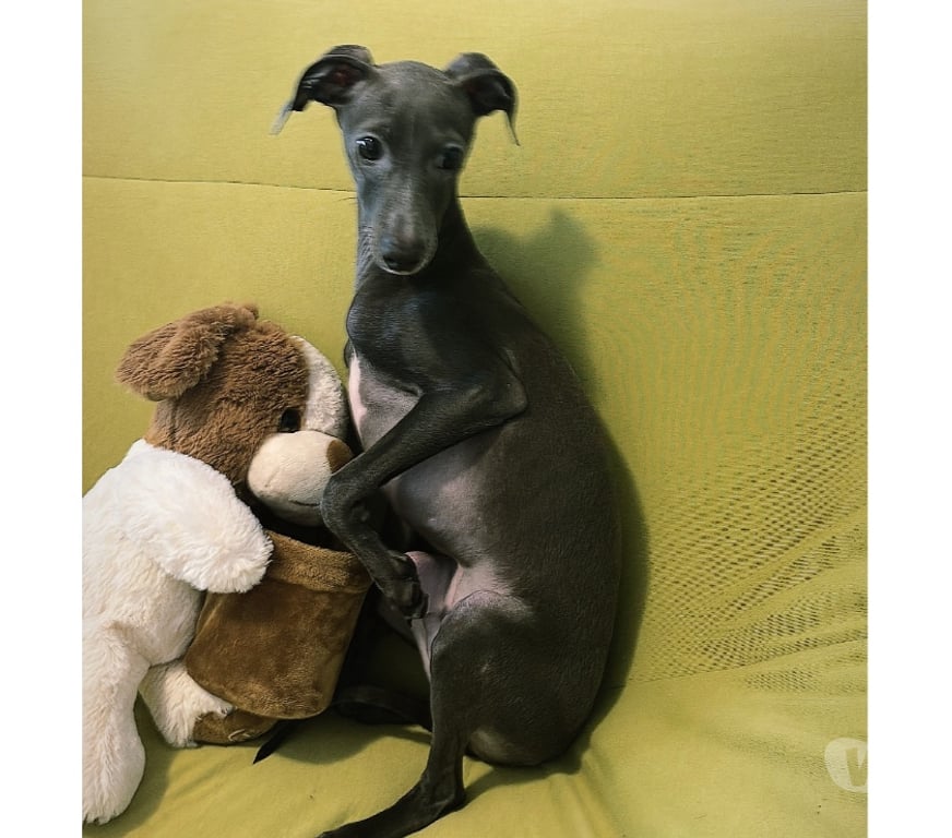 Animais Estimação à Venda Sao Paulo SP Consolação - Fotos para Lindo filhote Galgo Italiano macho legítimo