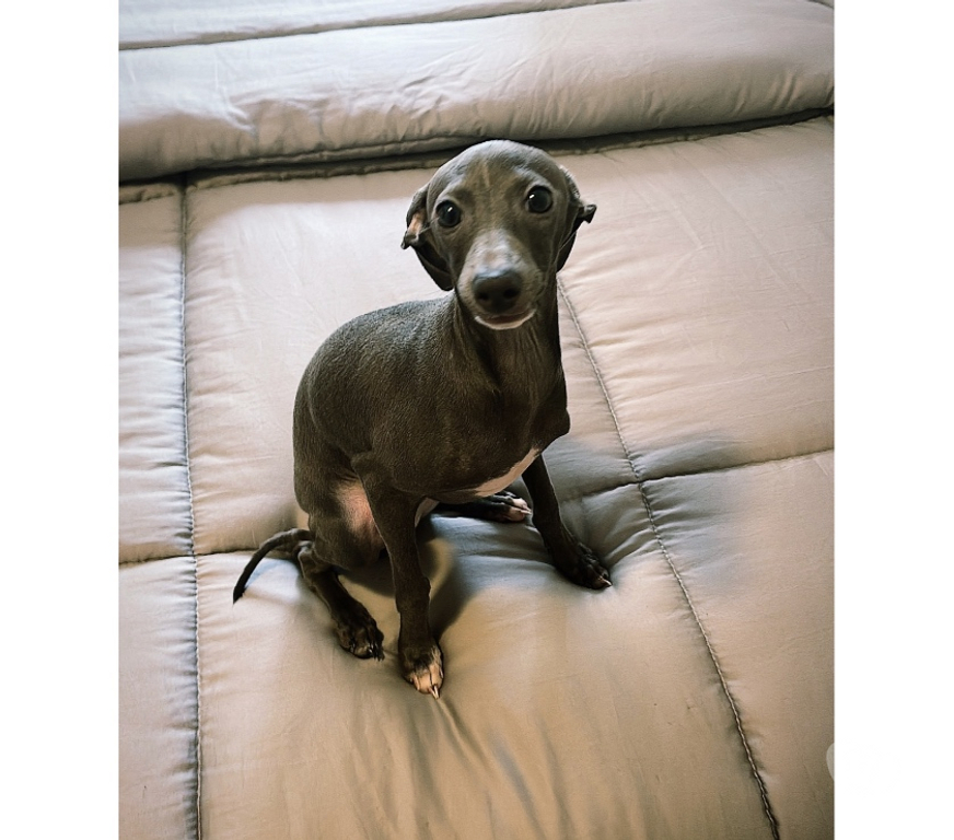 Animais Estimação à Venda Sao Paulo SP Consolação - Fotos para Lindo filhote Galgo Italiano macho legítimo