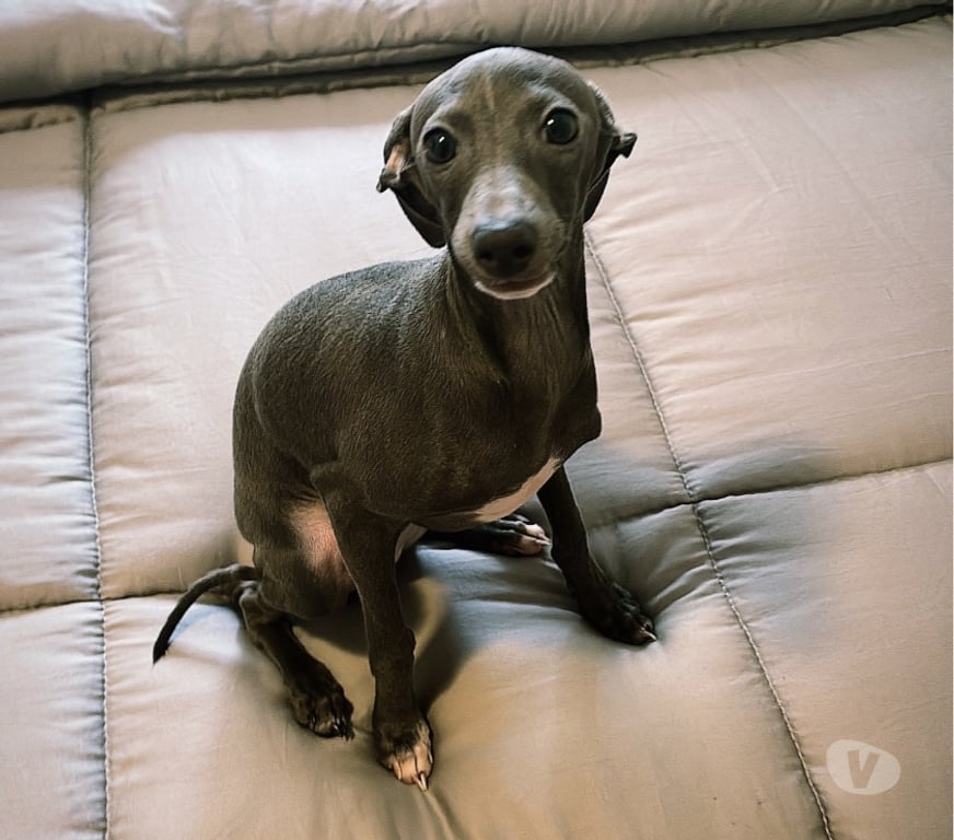 Animais Estimação à Venda Sao Paulo SP Consolação - Fotos para Lindo filhote Galgo Italiano macho legítimo