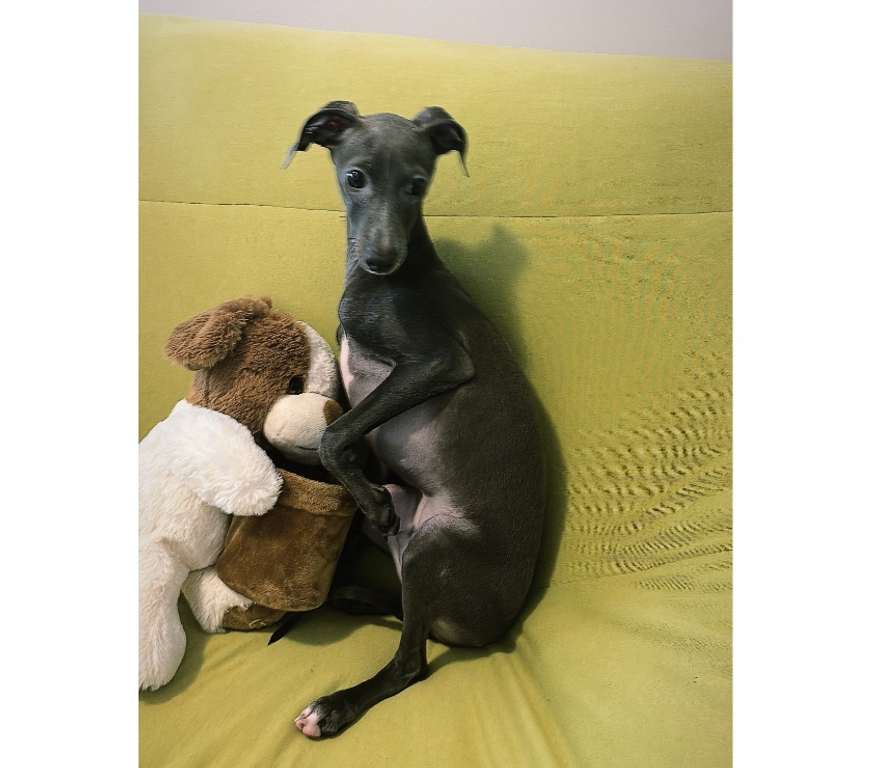 Animais Estimação à Venda Sao Paulo SP Consolação - Fotos para Lindo filhote Galgo Italiano macho legítimo