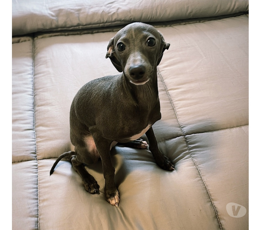 Animais Estimação à Venda Sao Paulo SP Consolação - Fotos para Lindo filhote Galgo Italiano macho legítimo