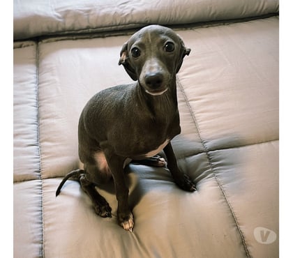 Animais Estimação à Venda Consolação Sao Paulo SP - Fotos para Lindo filhote Galgo Italiano macho legítimo